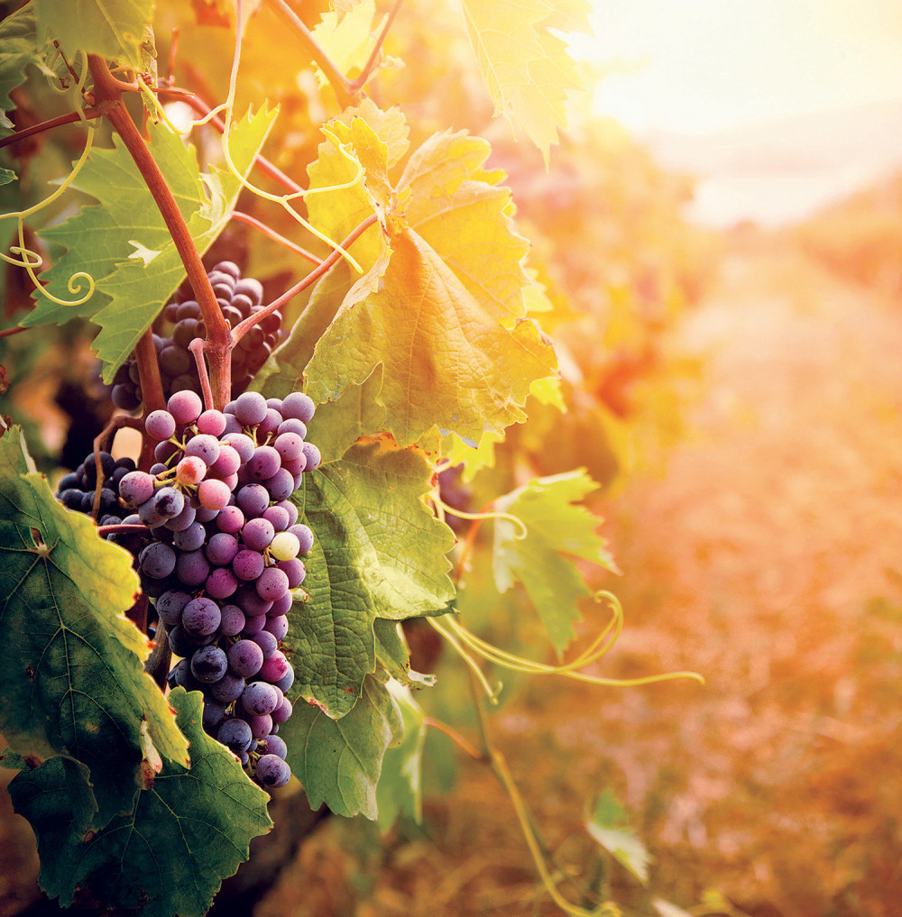 Ovako izgleda spasavanje vinove loze od mraza (FOTO)