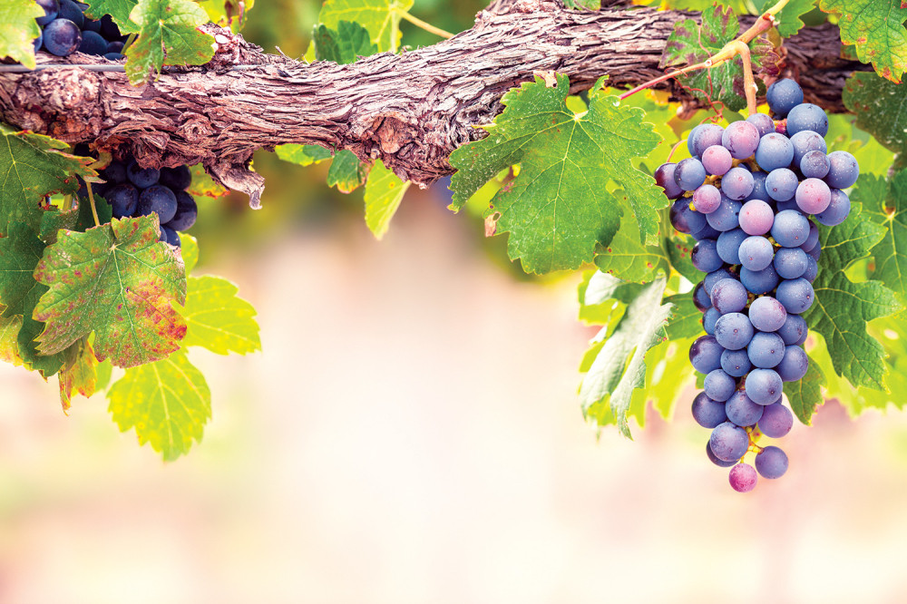 Slatko, slađe, najslađe