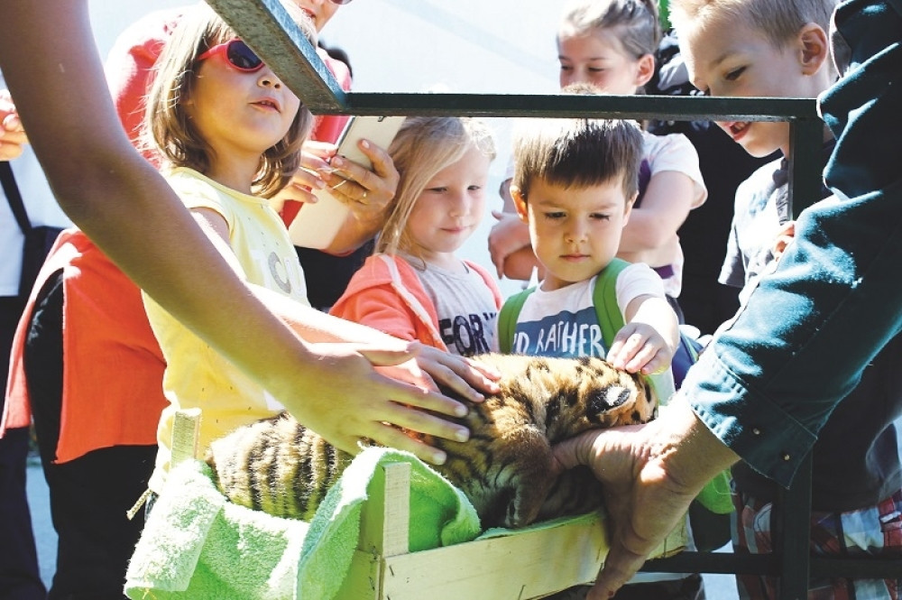 Deca mazila tigriće u Jagodini (FOTO)