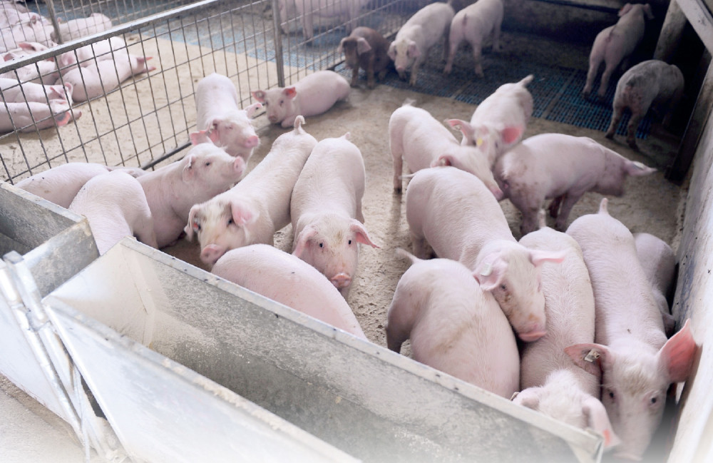 Prvi "Tenis" u Banatu