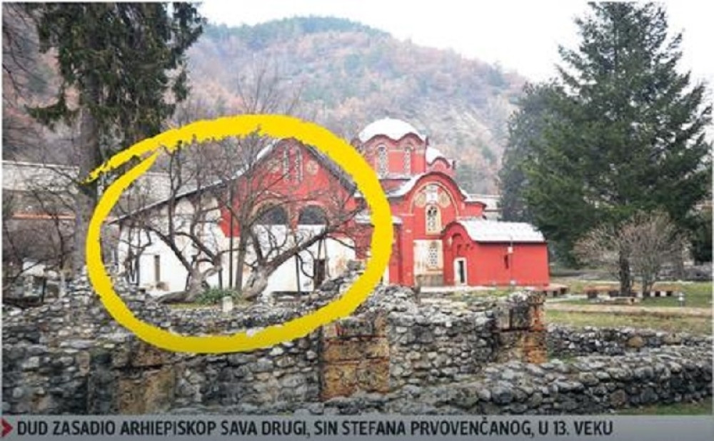 Sačuvajmo sveti dud! (FOTO)