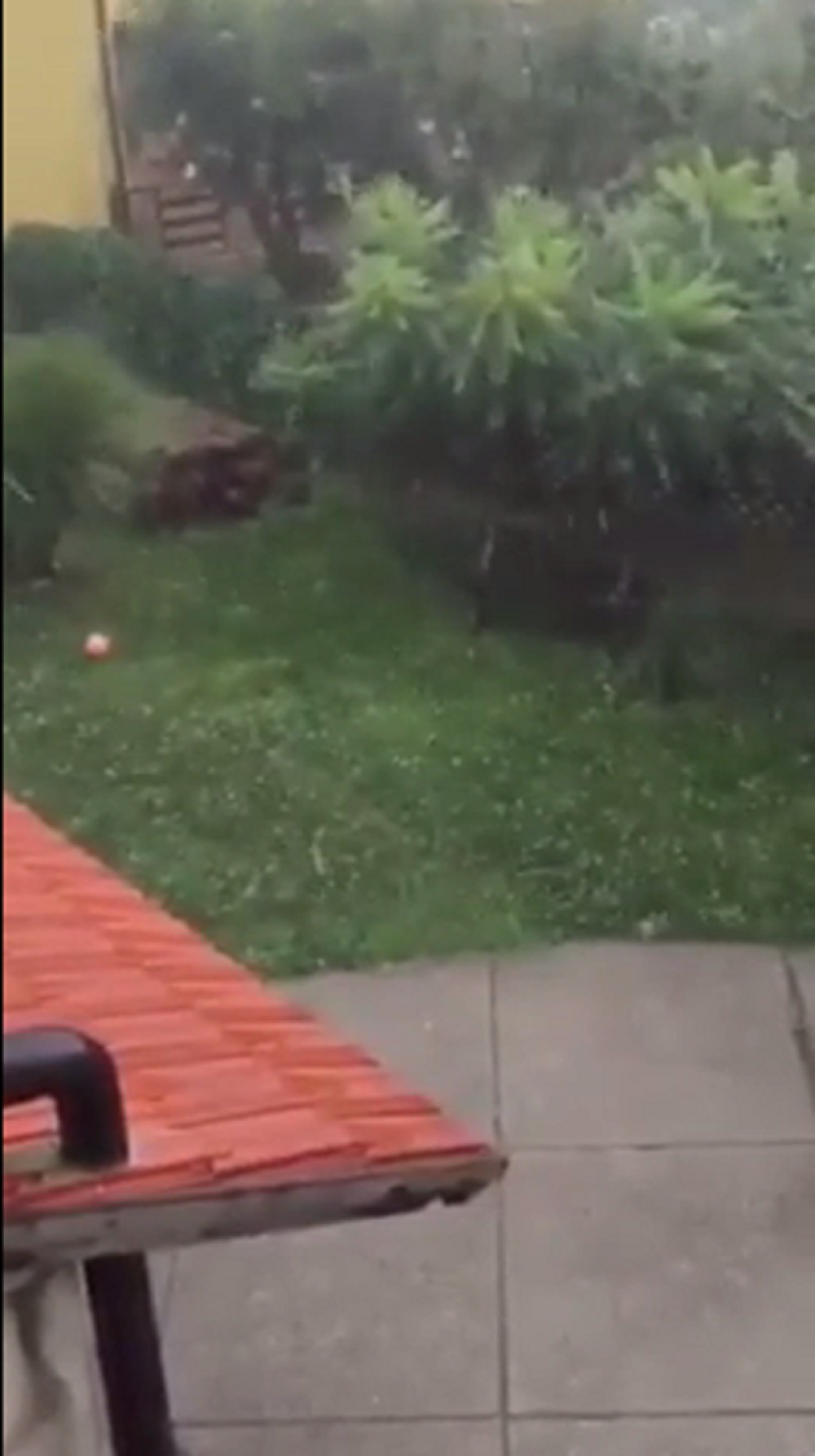 Nevreme u Hrvatskoj lomi stabla! (FOTO+VIDEO)