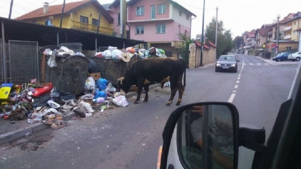 Bik luta gradom i jede iz kontejnera! (FOTO)