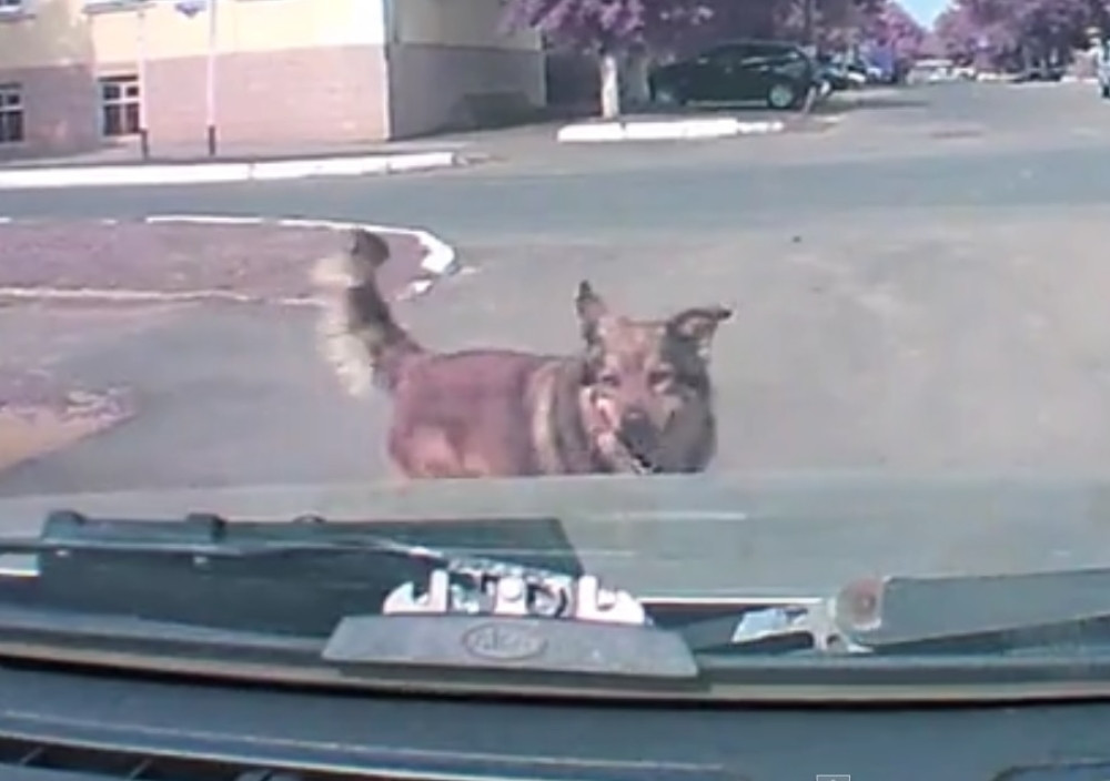 Pas predvideo budućnost! (VIDEO)