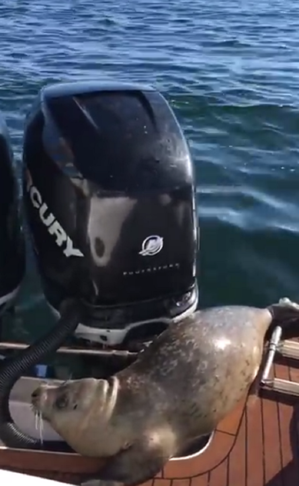 Foka pobegla od kitova ubica na čamac (VIDEO)