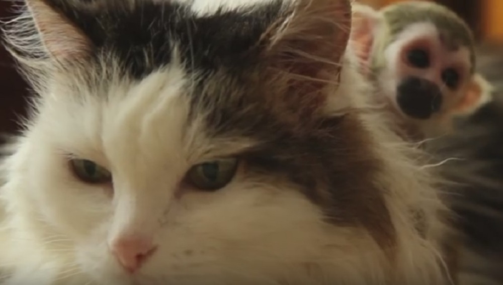 Mačke preživele 16 dana pod ruševinama