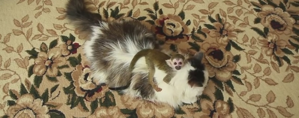 Mačka usvojila majmunče (VIDEO)