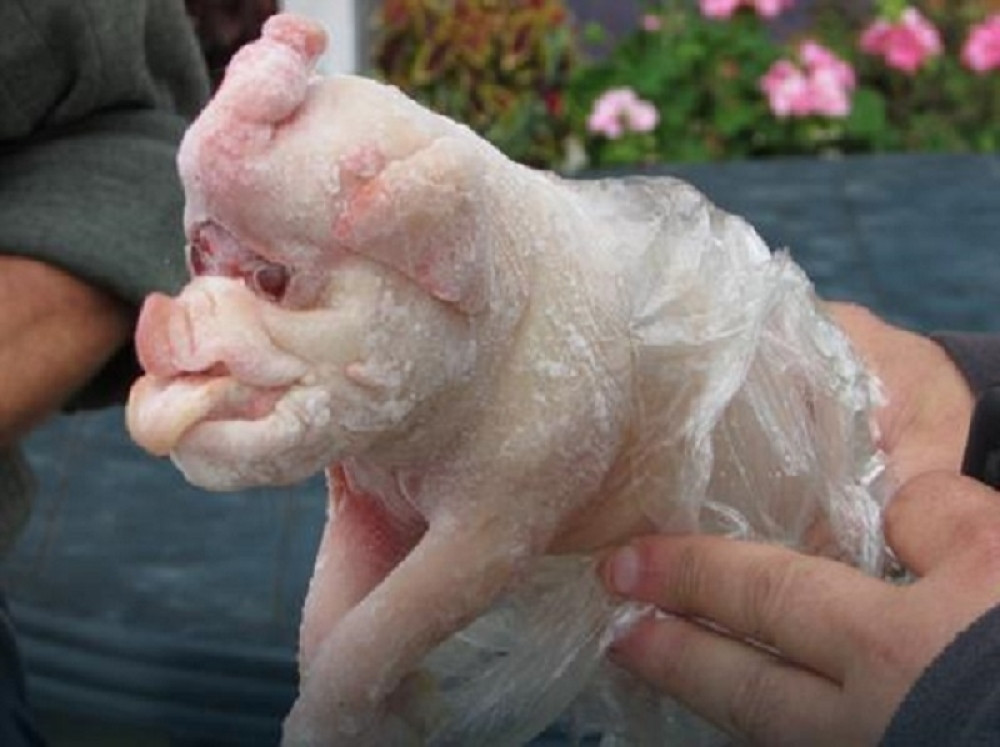 Gradiško prase liči na slona?!