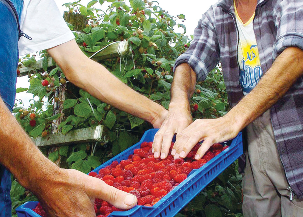Otkrivena tajna za dobar rod maline