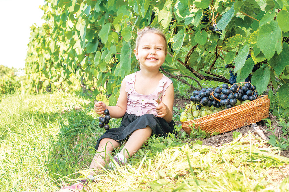 Berem grožđe, biram tamjaniku!