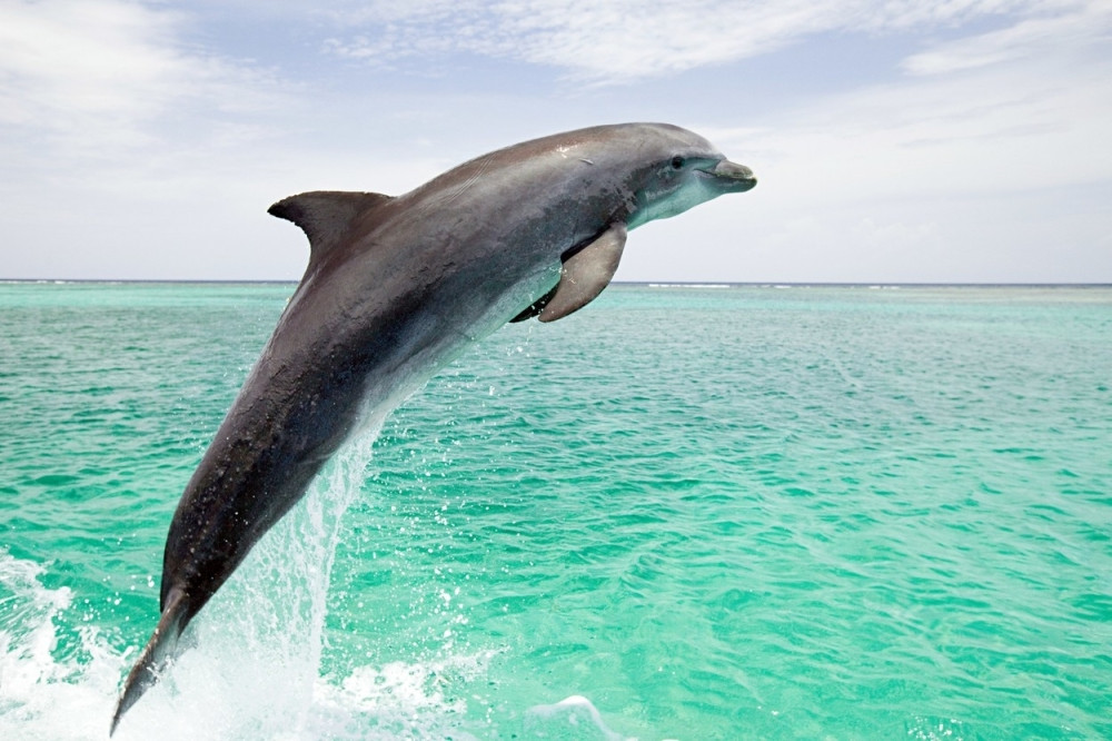 "NAPALJENI" delfin celo leto pravio haos, pa morali da zatvore plažu!