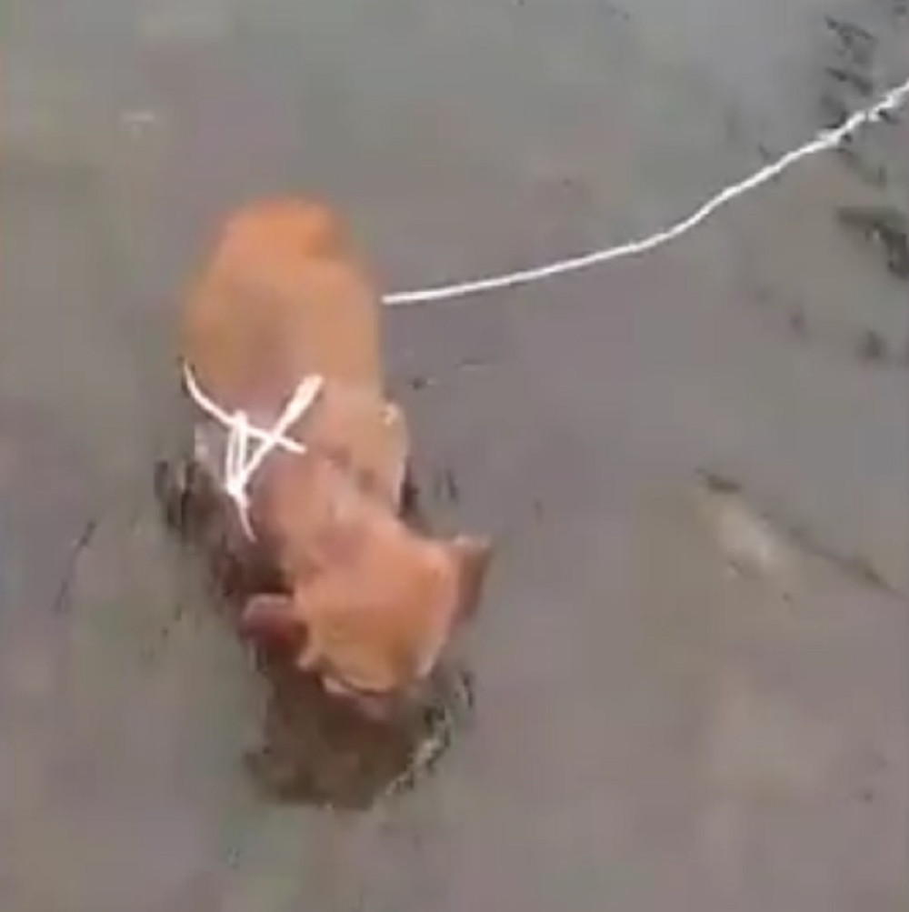 Monstrum vezao štene za stenu u ledenoj reci (VIDEO)