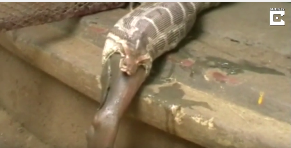 Ovako izgleda kad se piton prejede (VIDEO)