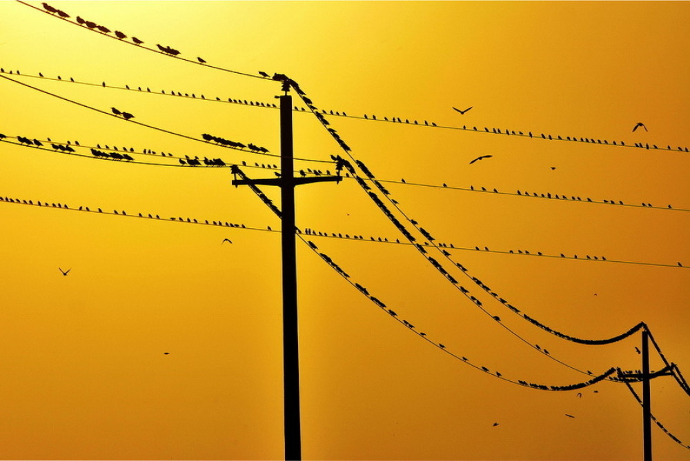 Čvorci im uništitše frižidere i televizore!