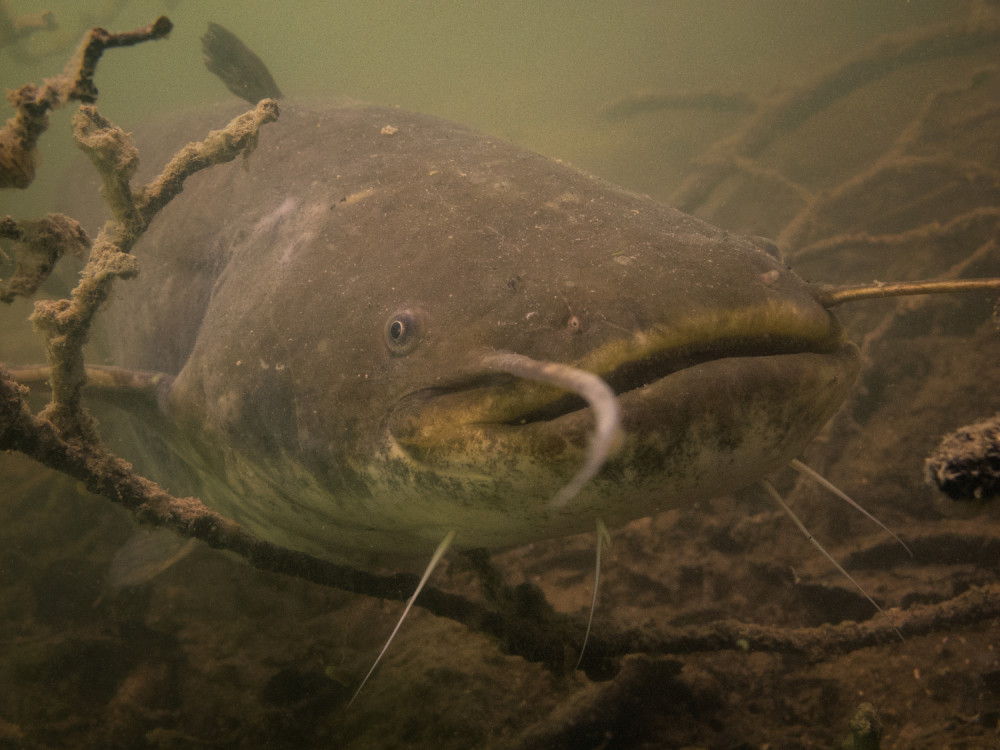 Som pojeo SVE RIBE u jezeru, a kad je klope ponestalo, počeo je da jede PATKE!