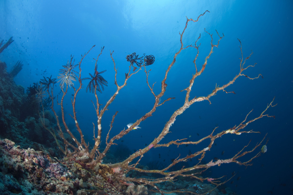 Držala haljinu dva meseca u moru i prizor je magičan (FOTO)