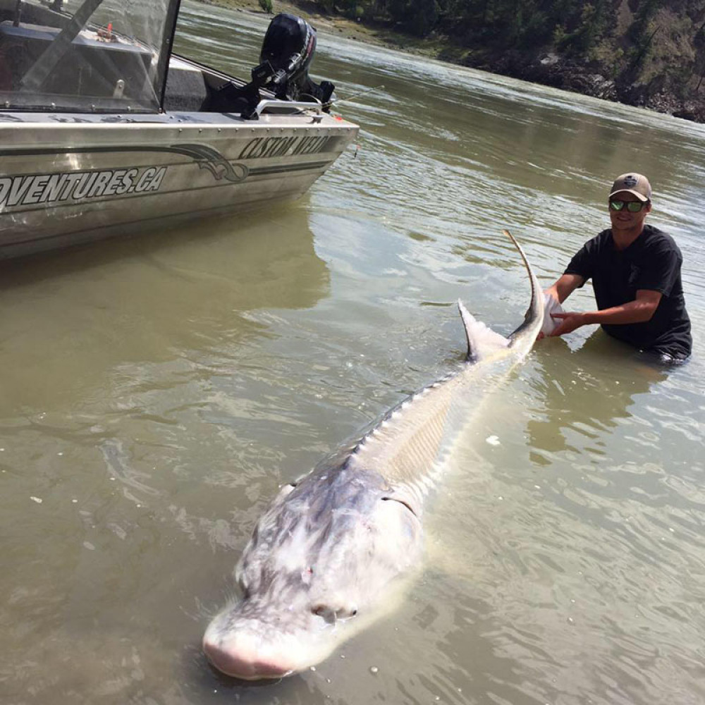 Uhvaćeno rečno čudovište teško 300 kilograma! (FOTO)