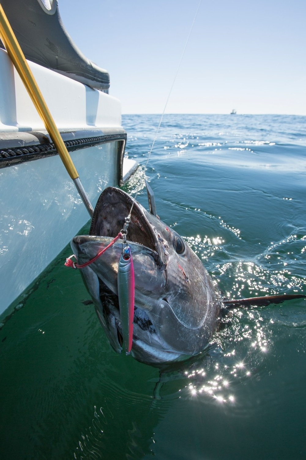 U Jadranu ulovljena najveća riba ikada