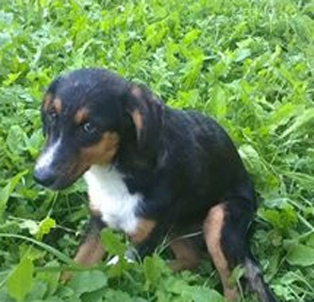 Destogodišnjaci silovali psa?!