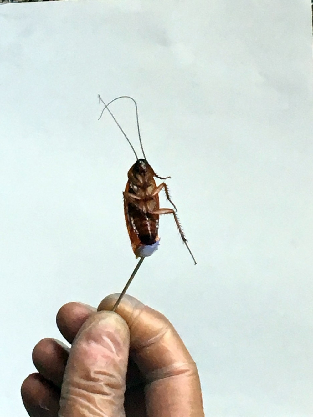 Ušla joj bubašvaba u uvo (VIDEO)