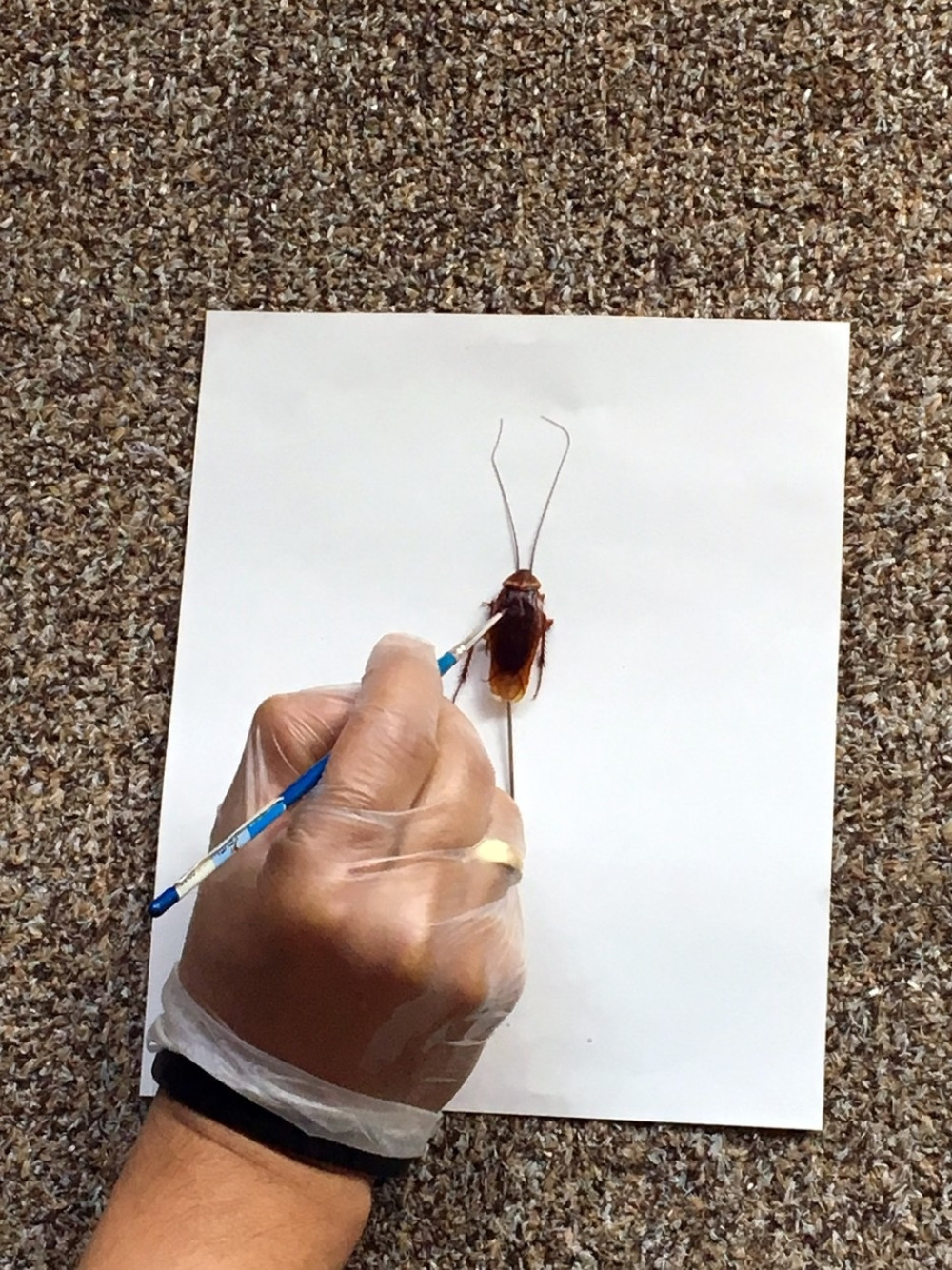 Na leđa bubašvaba "tetovira" Hitlera i Trampa (FOTO+VIDEO)