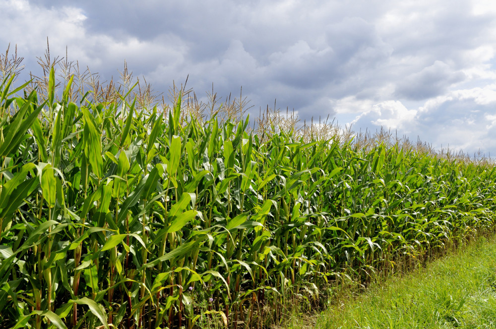 Otišla je u polje da radi i NESTALA, kada su je pronašli ZANEMELI su od šoka!