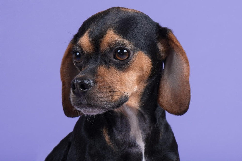 Na ovaj način nam se psi obraćaju!