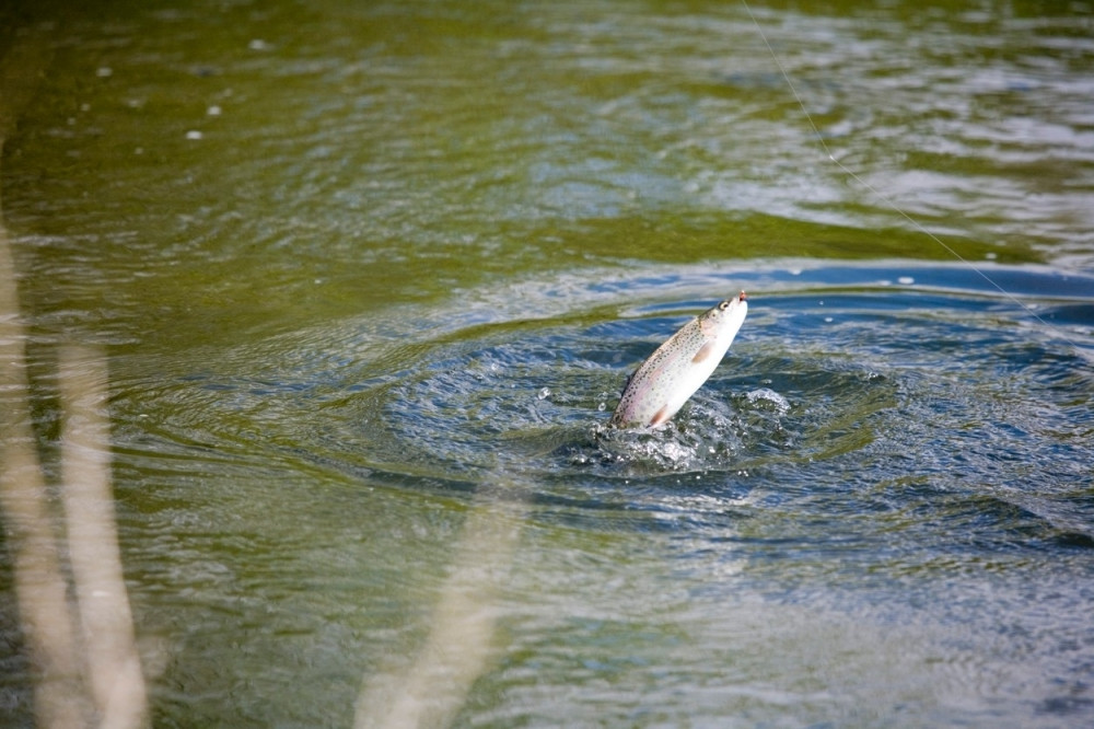 Riba upala u čamac s liderima sveta, nastao haos!