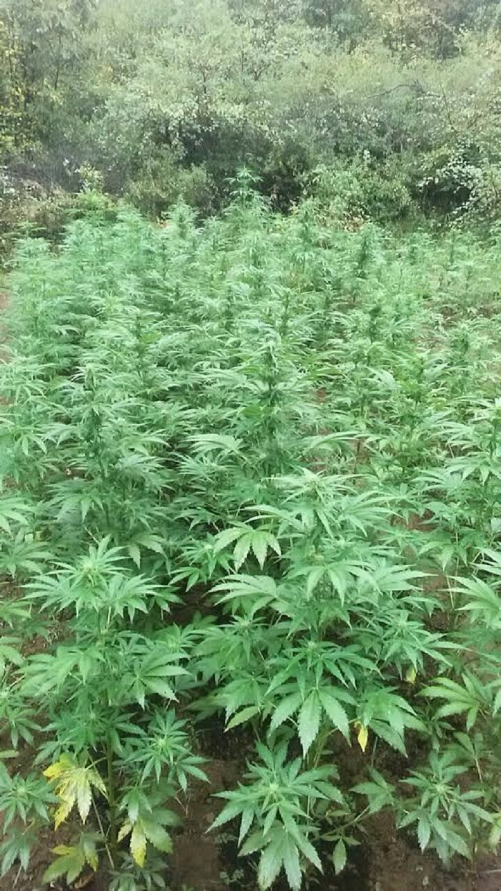 Američka organizacija ozbiljno razmišlja da dozvoli korišćenje marihuane!