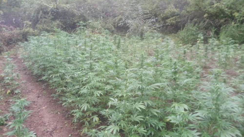 Zaplenjeno 13 tona kanabisa, uhapšeno troje