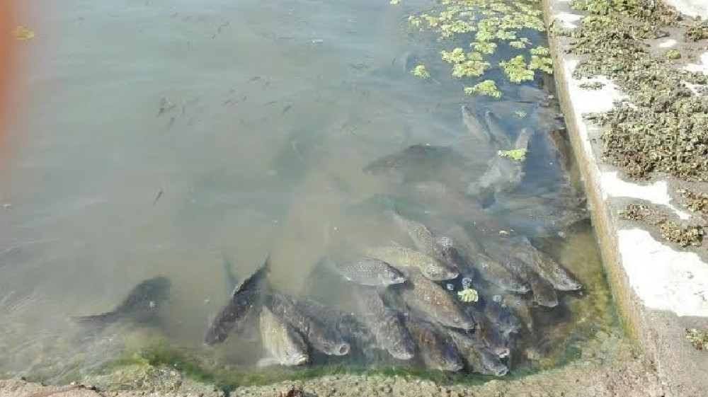 Opet pomor ribe u Bačkoj