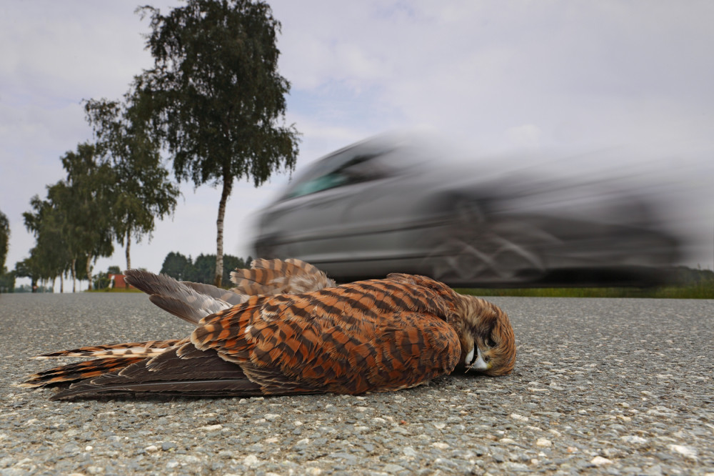 Mrtve ptice padale sa neba u Bostonu