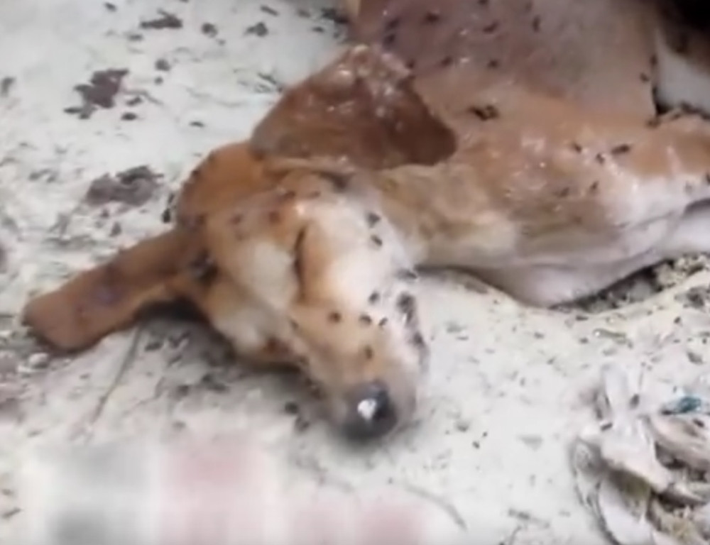 Priča o ovom psu će vas rasplakati (VIDEO)