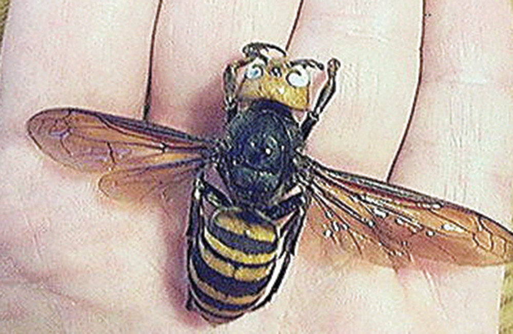 Stršljeni ubice stižu u Srbiju!