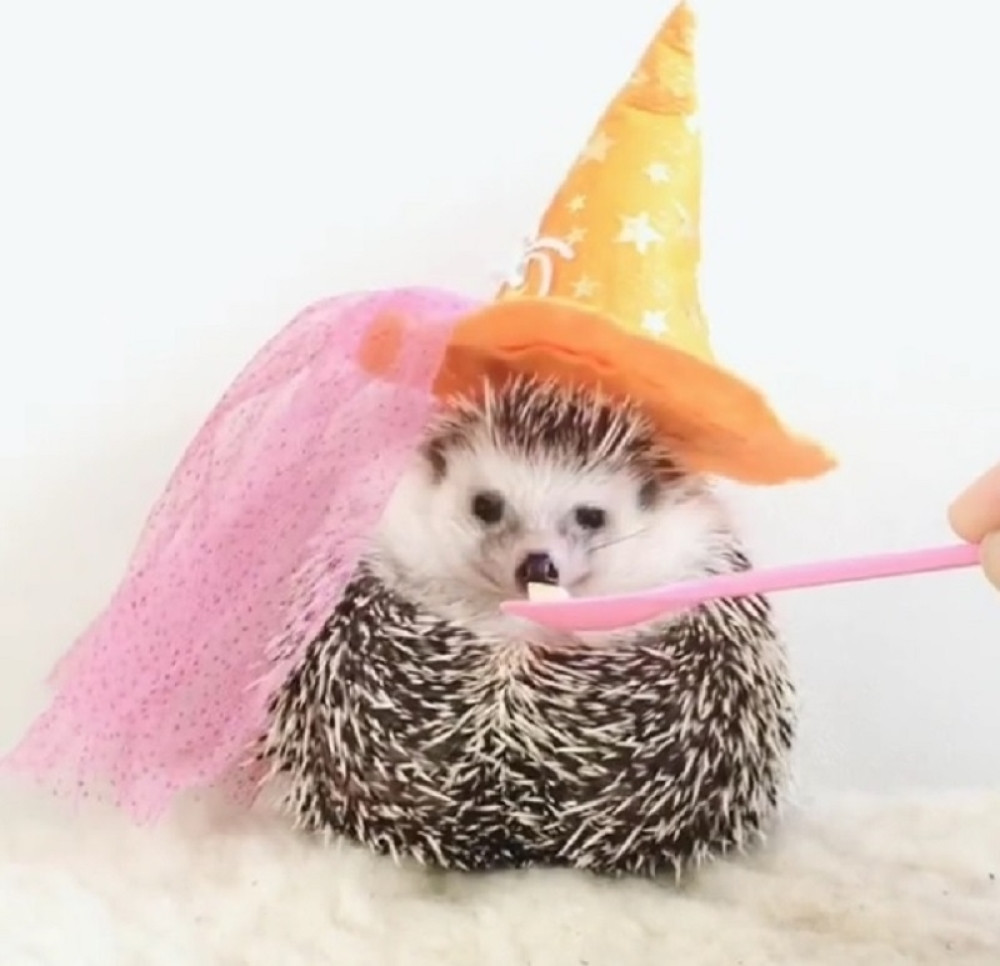 Upoznajte Azuki, najslađeg ježa na svetu (FOTO+VIDEO)