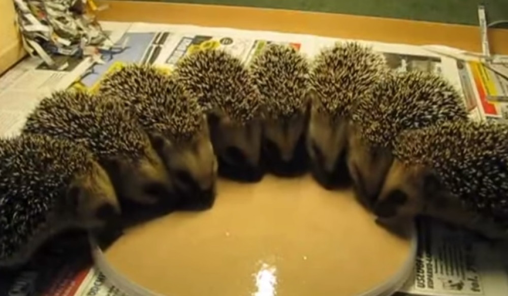 Ovi ježići će vam ulepšati veče (VIDEO)