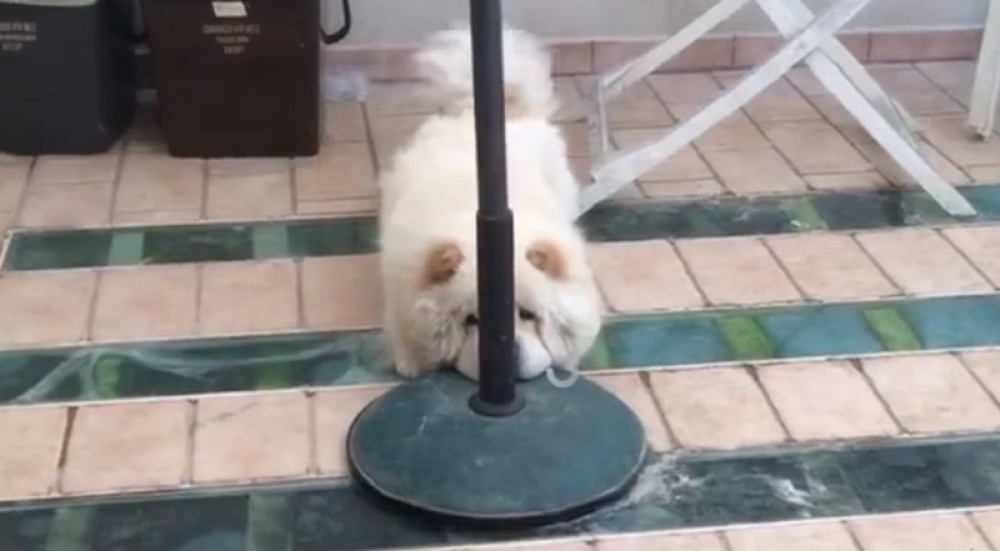 Sakrio se i niko ga ne vidi (VIDEO)