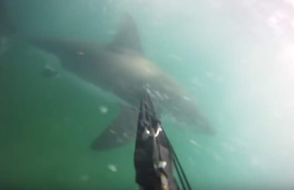 Napala ga ajkula, on joj uzvratio i preživeo! (VIDEO)