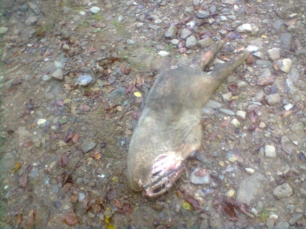 Vuk preklao prase naočigled dece