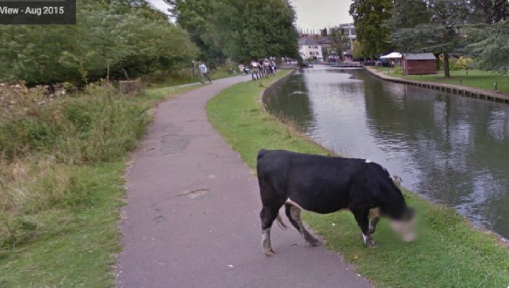 Gugl čuva privatnost i kravi!