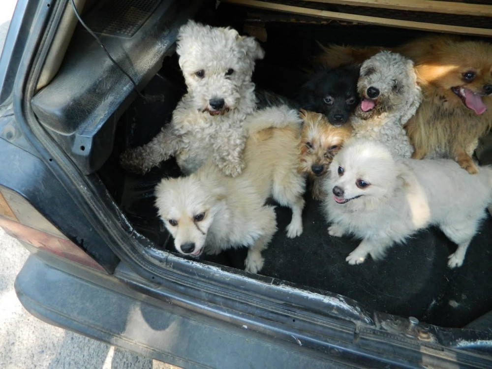 Ukrali 20 rasnih kučića?!