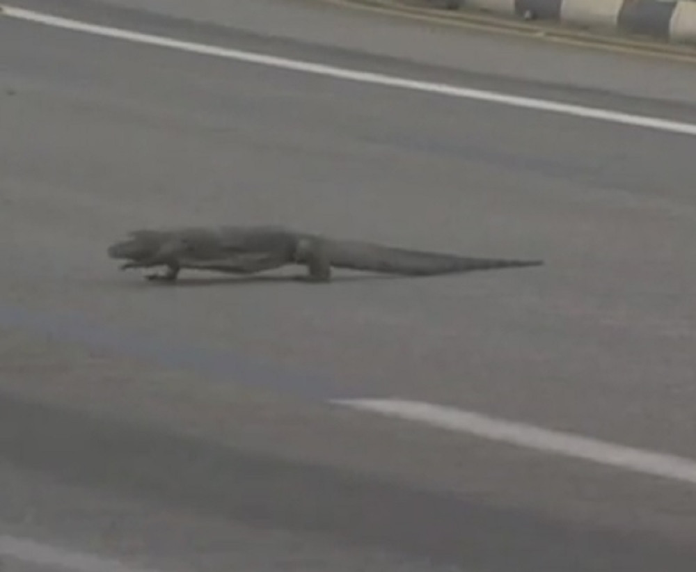 Ogroman gušter na stazi Formule 1 u Singapuru (VIDEO)