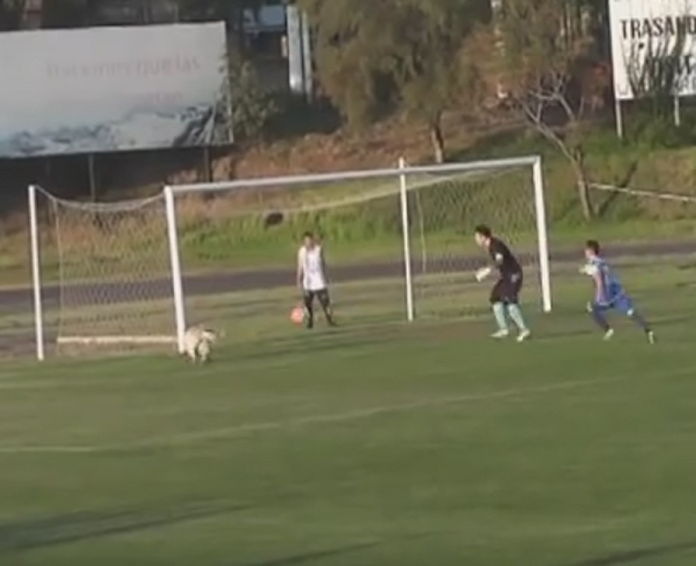 Pas uleteo na teren i sačuvao gol (VIDEO)