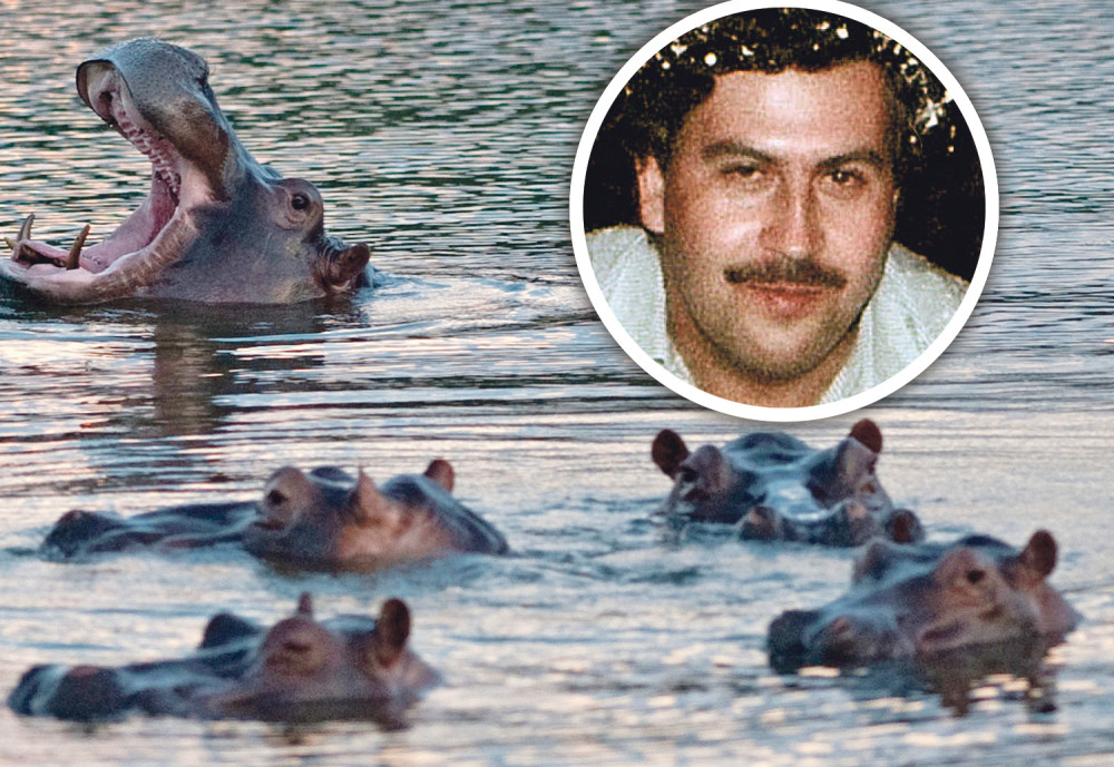 Eskobarovi nilski konji seju strah!