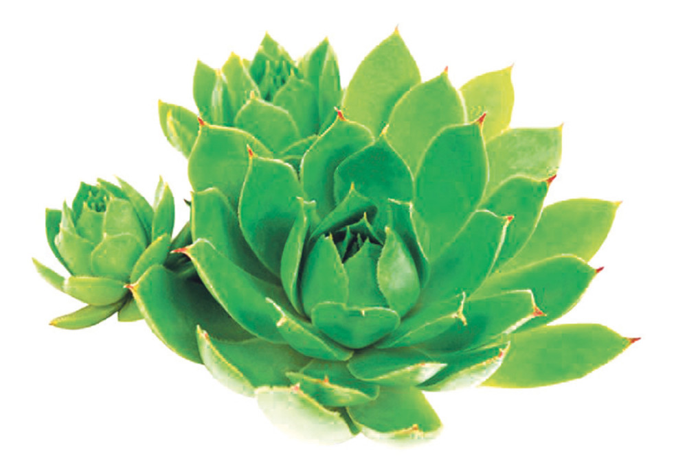 Pomešajte OVA DVA sastojka i UNIŠTITE CISTE I MIOME