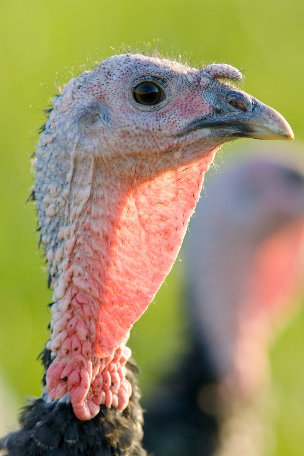 Staricu zbog ćurke udarili lopatom u glavu!