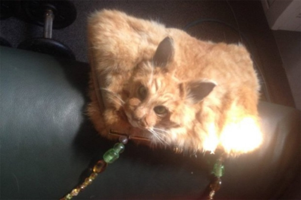 Od pregažene mačke napravila tašnu