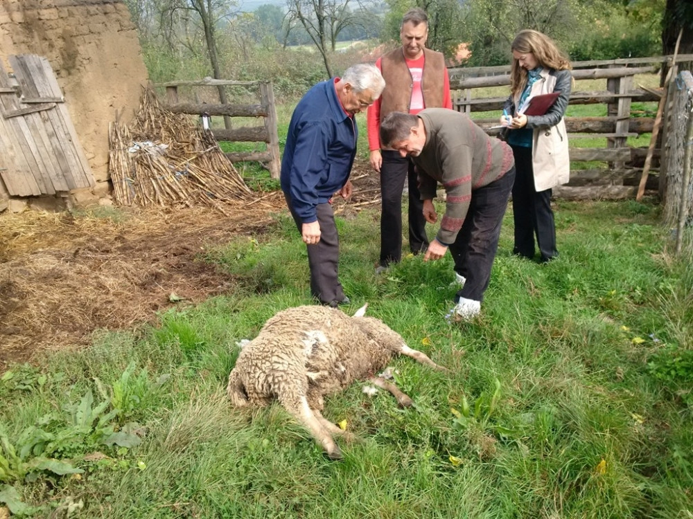 Vukovi im poklaše ovce (FOTO)