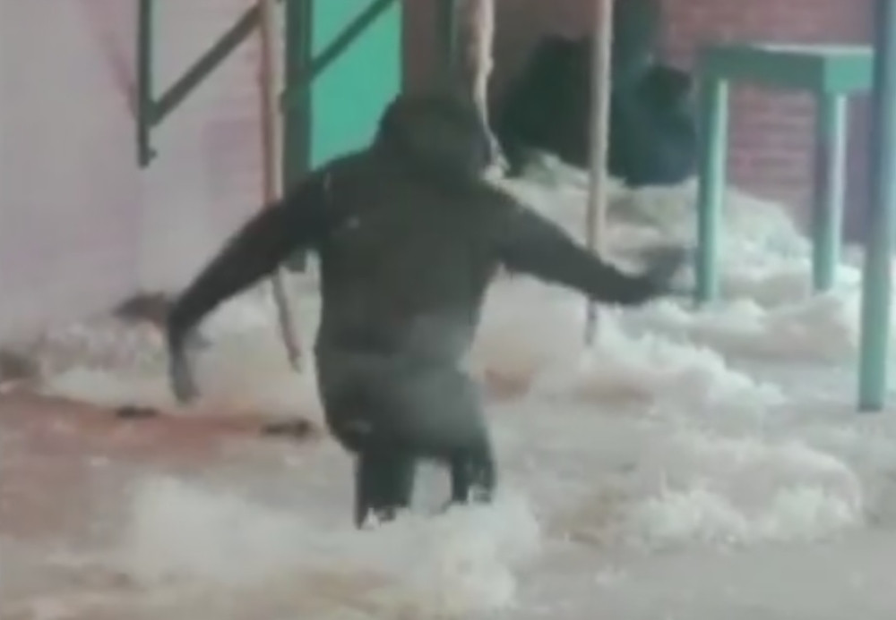 Gorila pleše kao balerina! (VIDEO)