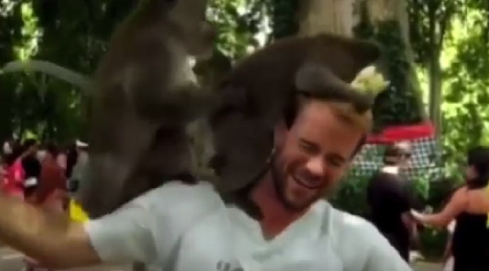 Majmuni se parili na ramenu mladića! (VIDEO)